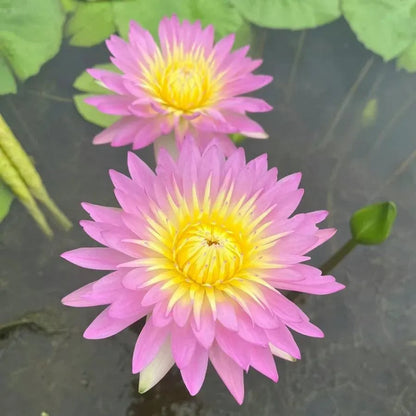 🌸[7 days germination]💐The Sacred Bonsai Bowl Lotus Flower