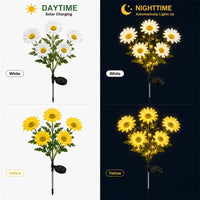 Daisy